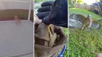 A hawk stands on a surface while a hand reaches into a bag, and the bird is observed spreading its wings outside.