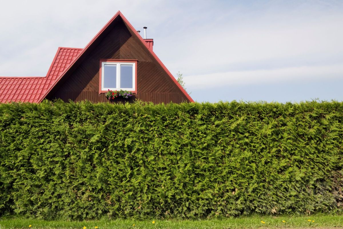 A privacy hedge in front of a house with a red roof.