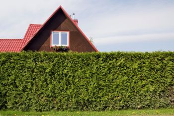 A privacy hedge in front of a house with a red roof.
