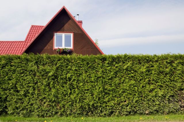 A privacy hedge in front of a house with a red roof.