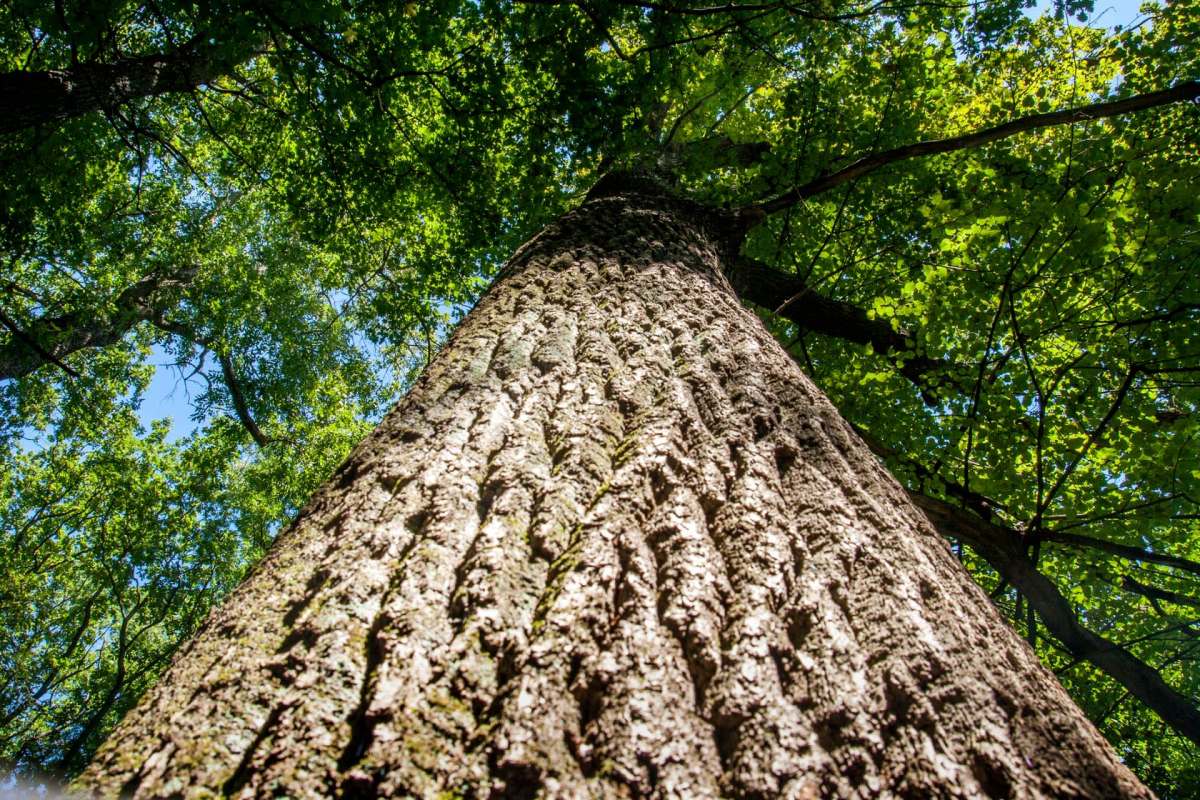 Oak tree looking up the bark with the leaves high above