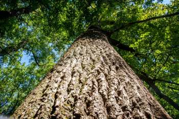Oak tree looking up the bark with the leaves high above