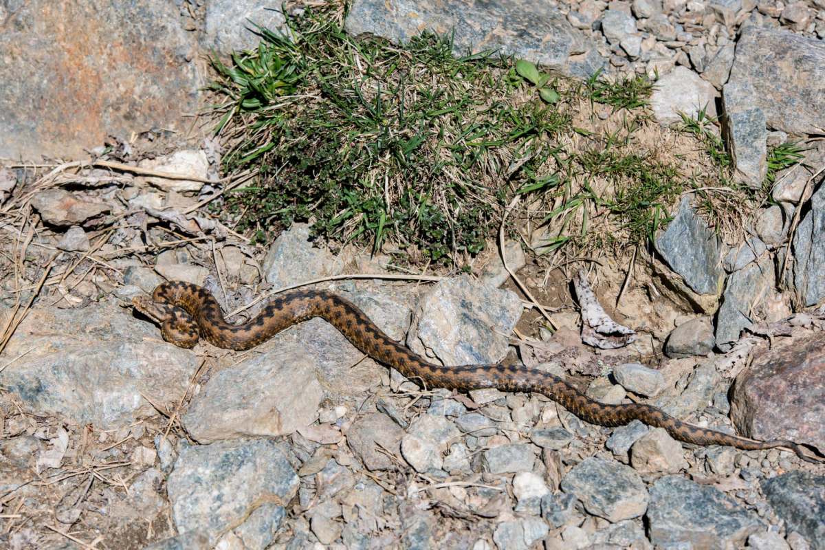 A snake slithers across a rocky ground near some grass.