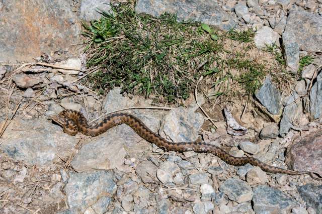A snake slithers across a rocky ground near some grass.