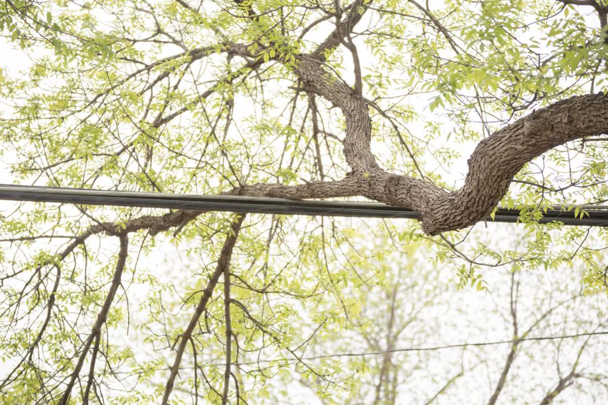 A tree branch extending over power lines with green leaves in the background.