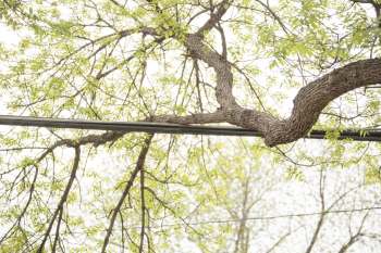 A tree branch extending over power lines with green leaves in the background.