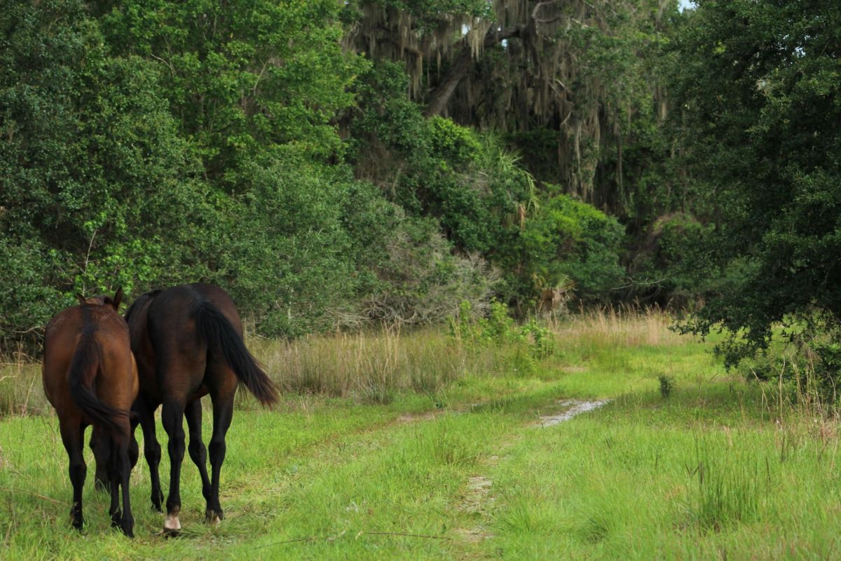 Two horses walking on a grassy path surrounded by trees and vegetation.