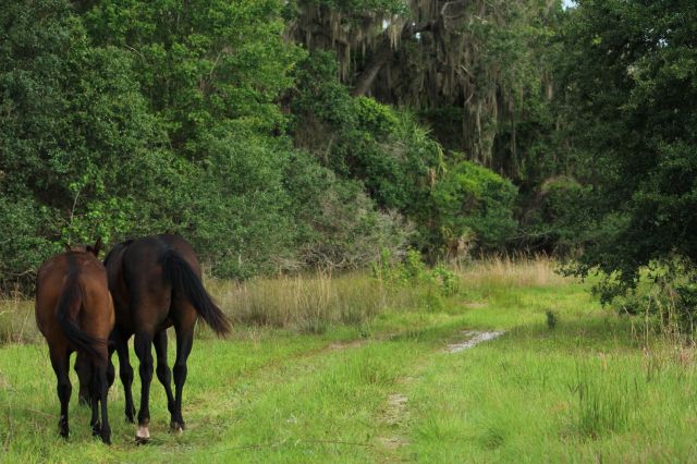 Two horses walking on a grassy path surrounded by trees and vegetation.