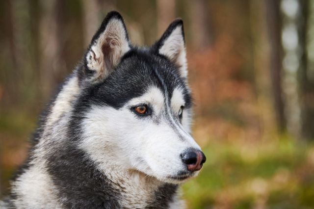 A husky.