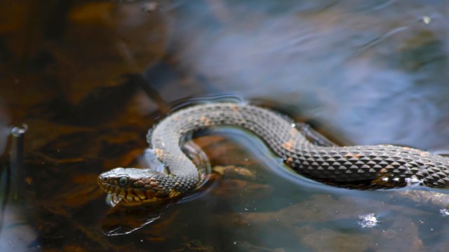 A snake swims in a body of water with submerged leaves.