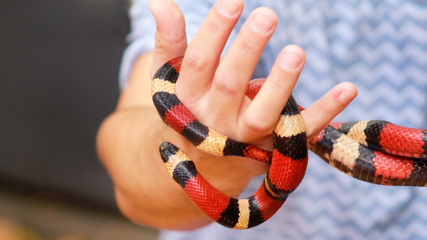 A person holds a colorful milk snake with red, black, and yellow bands in their hand.