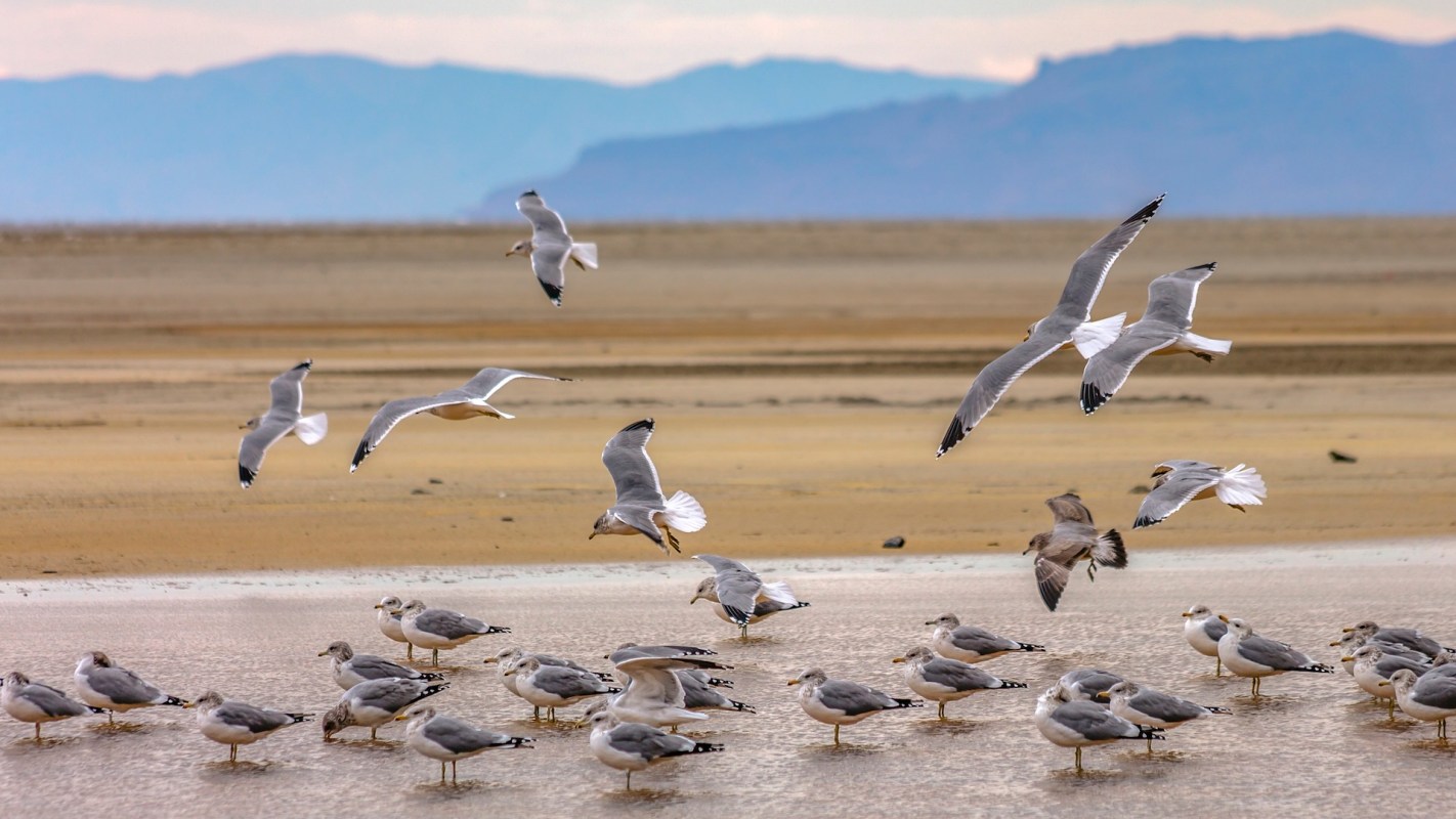 Seagulls flying above and resting on a sandy shore of the Great Salt Lake in Utah.
