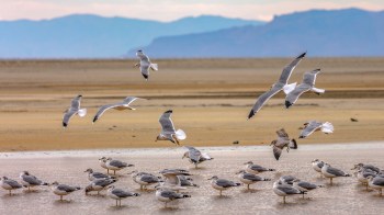 Seagulls flying above and resting on a sandy shore of the Great Salt Lake in Utah.