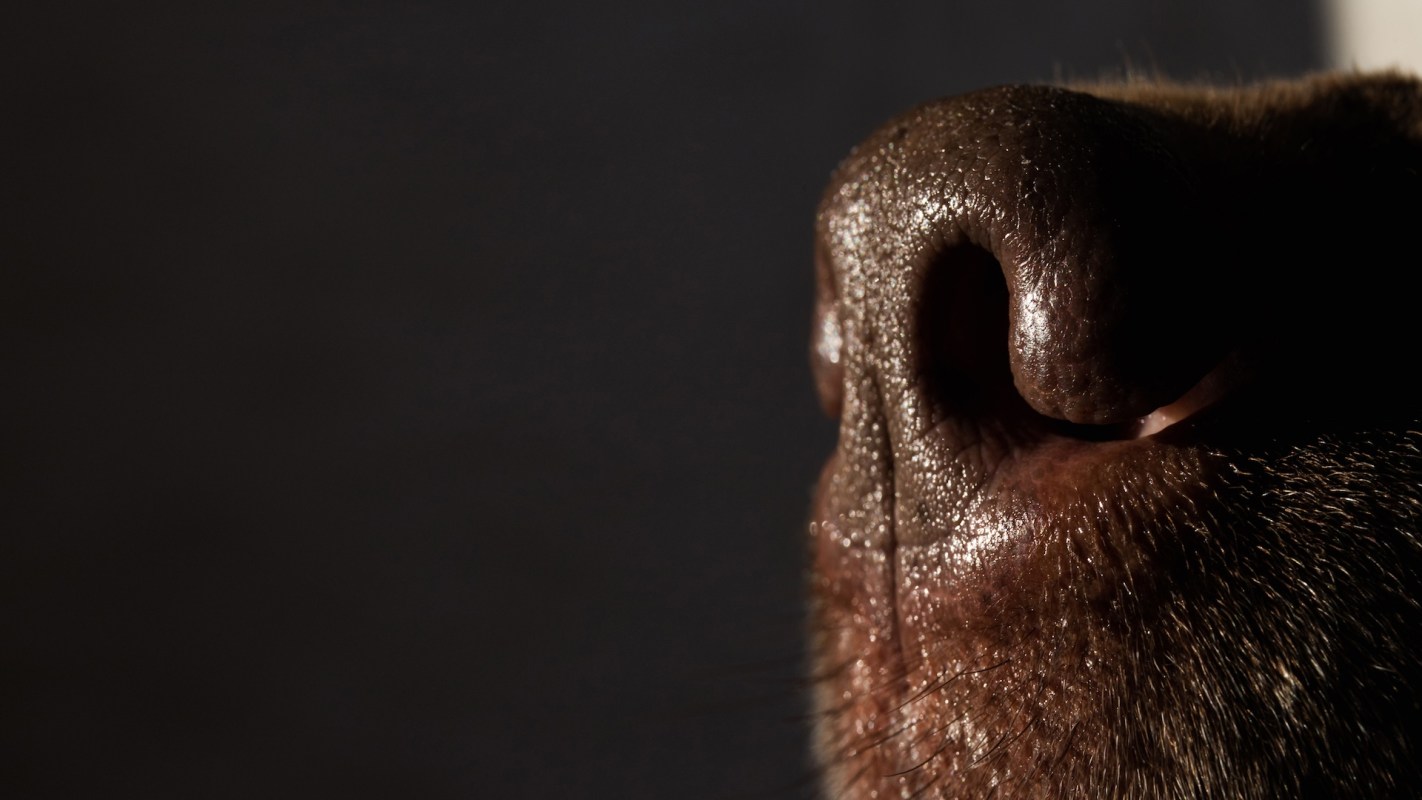 A close-up of a dog's nose with highlights and shadows.
