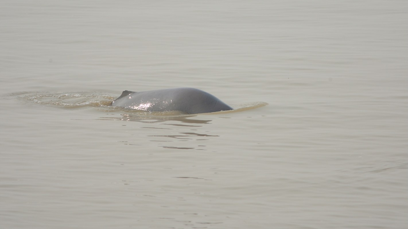 A gray river dolphin partially surfaces in calm, murky water.