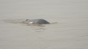 A gray river dolphin partially surfaces in calm, murky water.