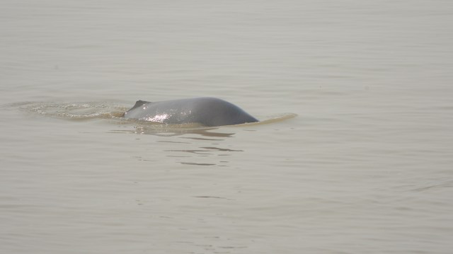 In Pakistan, fishermen pull a rare river dolphin from a net, ease it back to safety