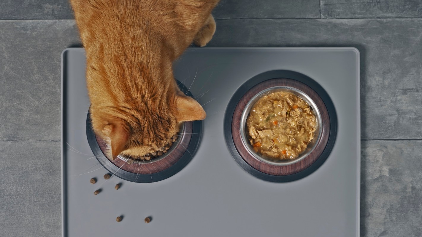 A cat eating.