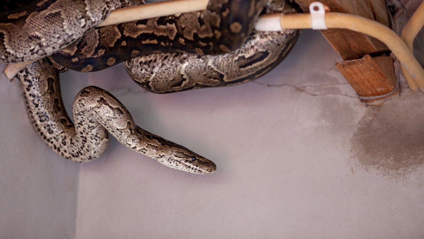 A snake rests on a wooden rod along a ceiling and against a gray wall.