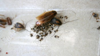 Several cockroaches and numerous small ones on a light-colored indoor surface.