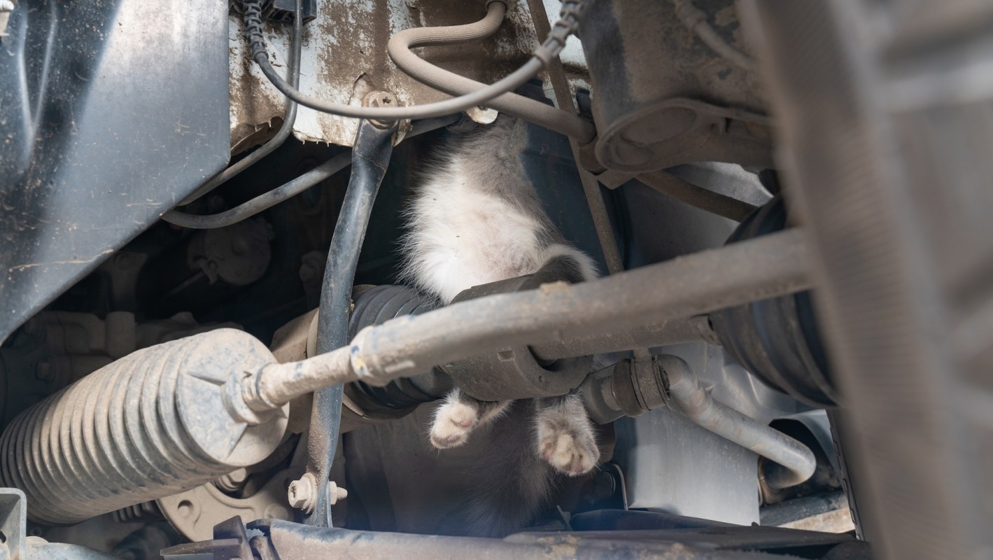 A cat in a car engine.
