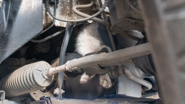 A cat in a car engine.