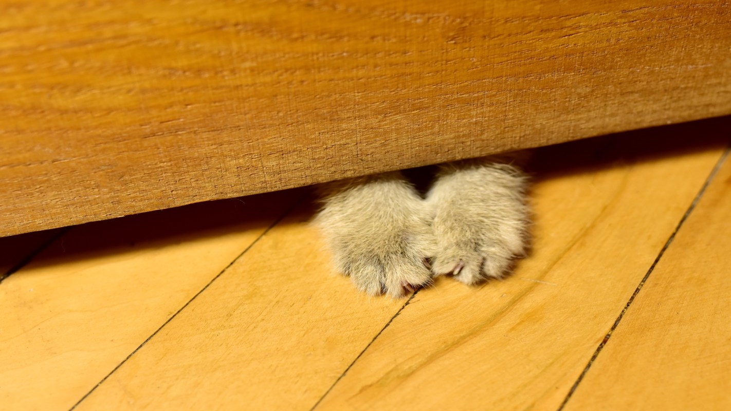 A pair of furry paws is visible underneath a door on a wooden floor.