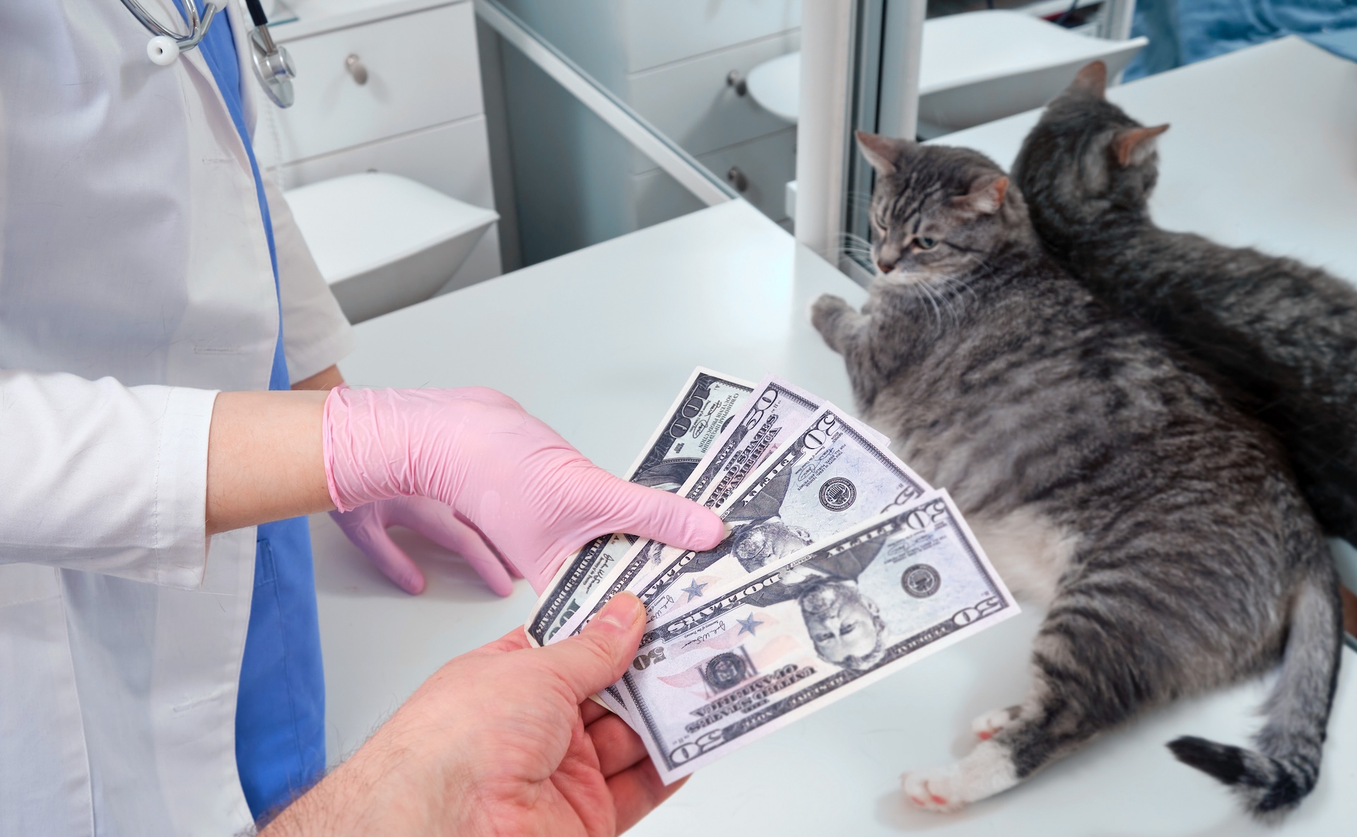 US veterinary prices have surged 67% since 2017, far outpacing overall inflation