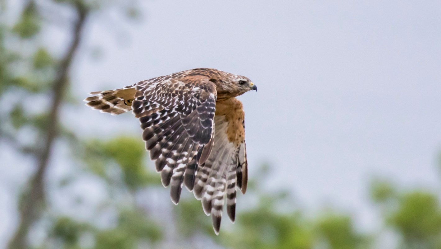 A hawk in flight with wings spread against a blurred background of trees.