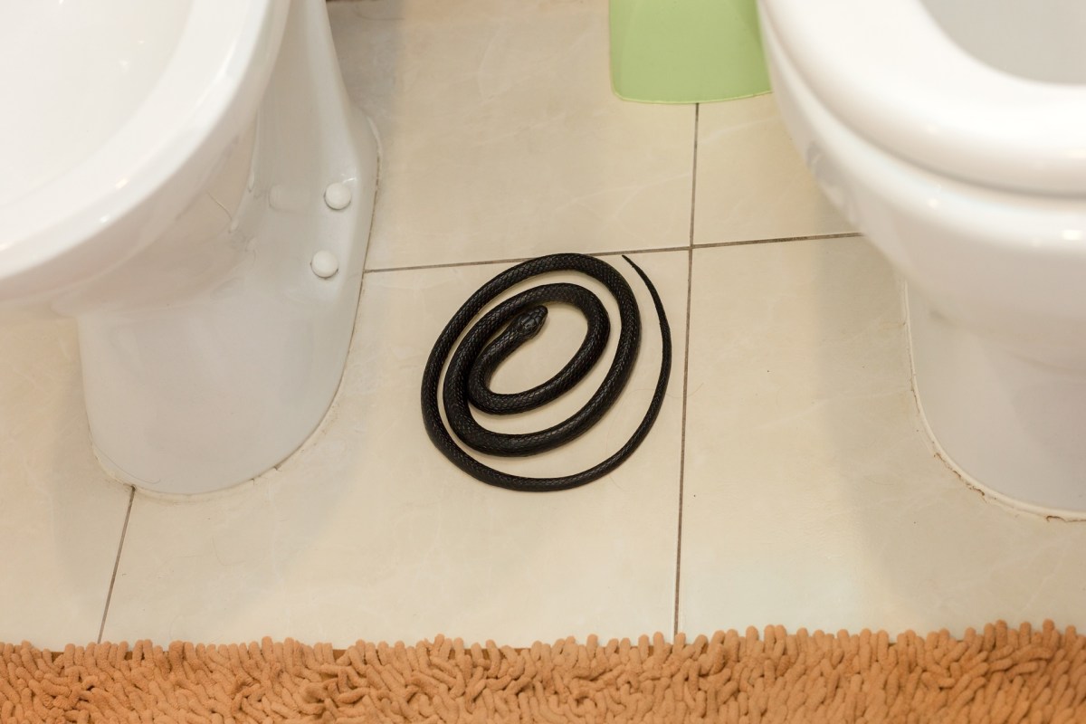 A snake in a bathroom.