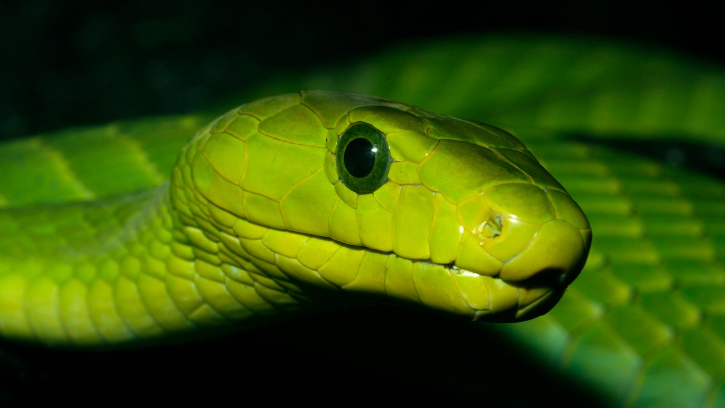 A green mamba snake with distinctive scales and a black eye.