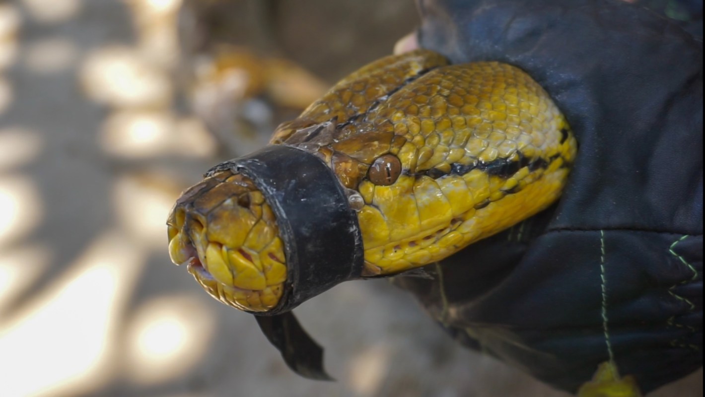 A python is held in a person's hand, with a black band around its head.