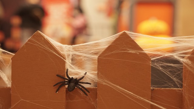 A plastic spider on a wooden fence covered with cobwebs.