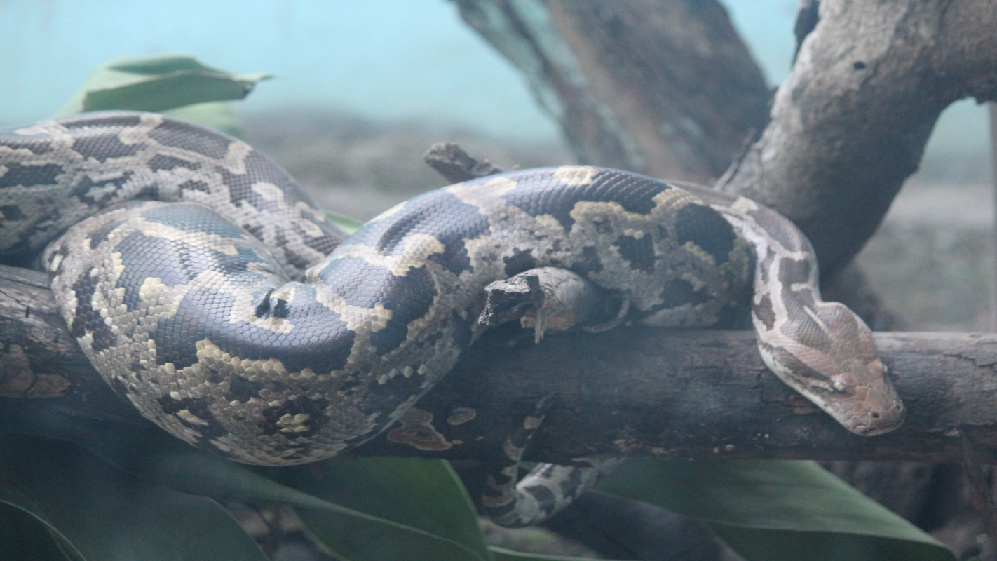 A snake resting on a wooden branch surrounded by leaves.