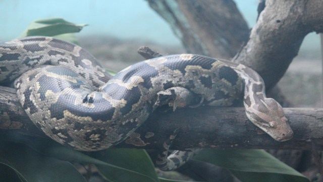 In Rajasthan, India, a nearly 12-foot python slips free during neighborhood rescue