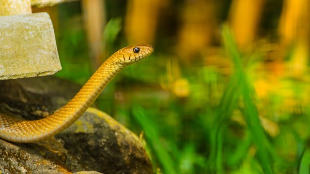 A dhaman snake with a light brown and yellow coloration rests near rocks in a natural setting.