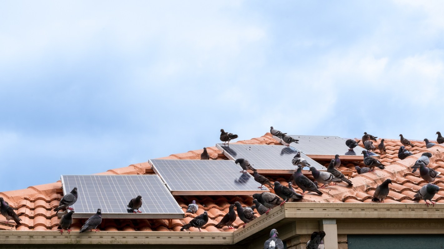 Pigeons gather on a tiled roof with solar panels under a cloudy sky.