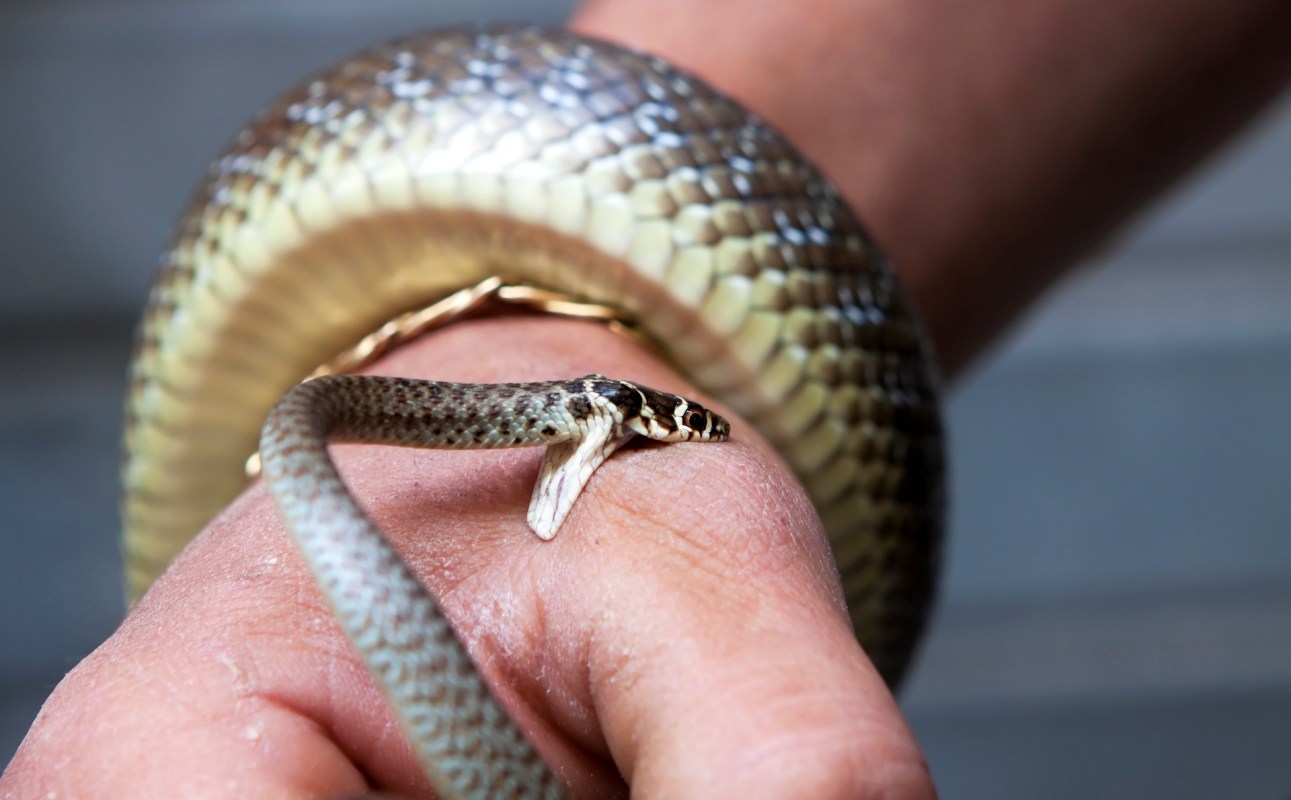 A snake, wrapped around a person's wrist, opens its jaw and bites a hand.