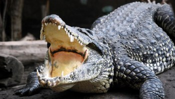 A crocodile with its mouth open.