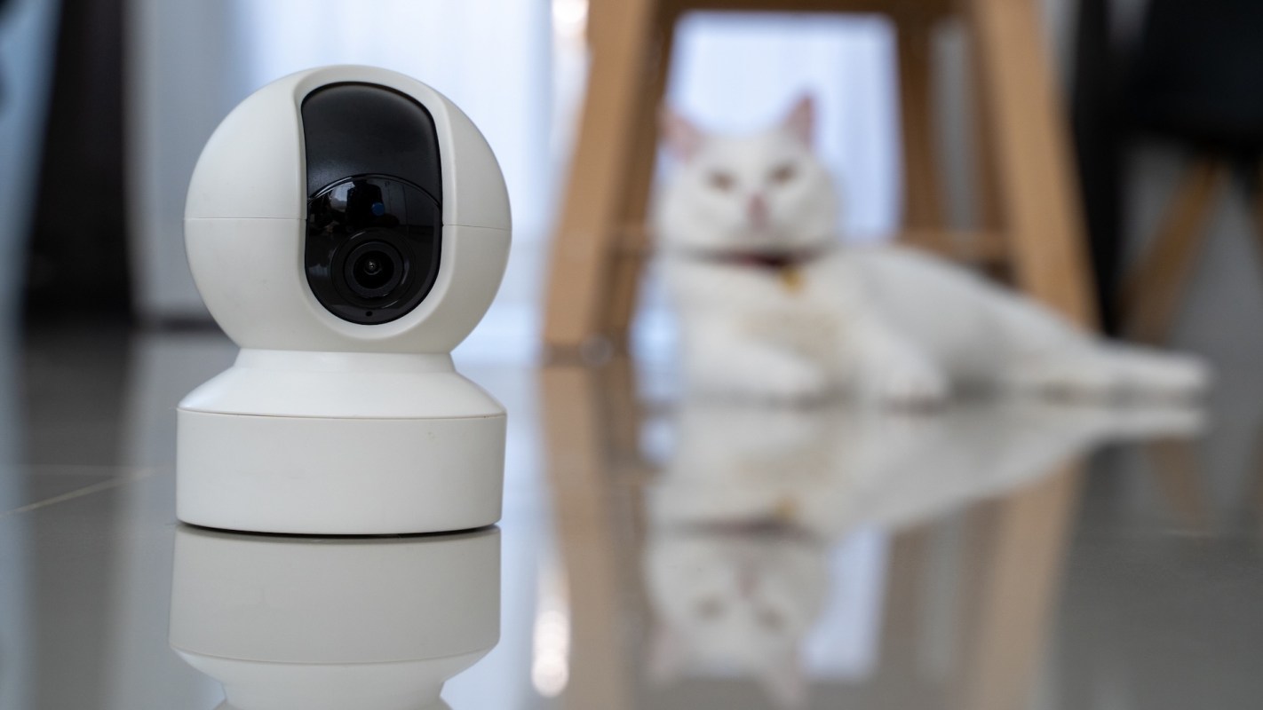 A cat looking at a security camera.