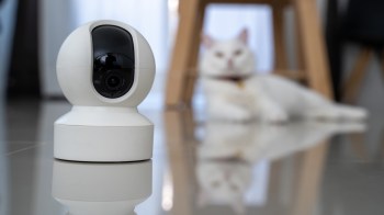 A cat looking at a security camera.
