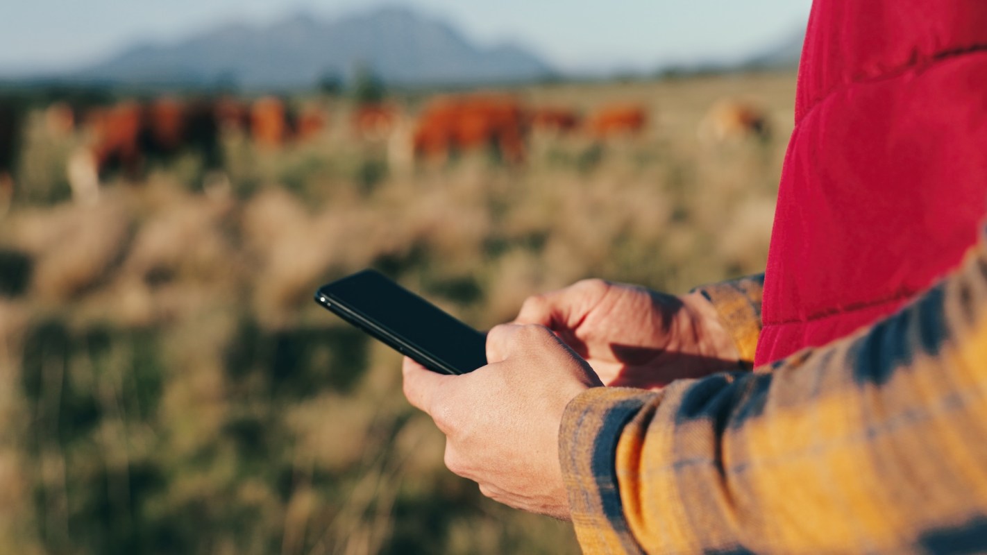 A person holds a smartphone while standing in a field with grazing cattle in the background.