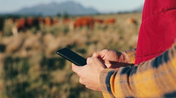 A person holds a smartphone while standing in a field with grazing cattle in the background.