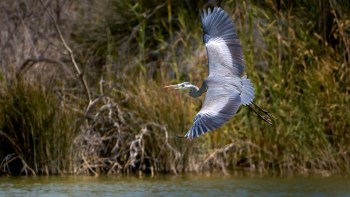 A gray heron in flight.
