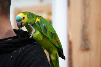A parrot perched on the shoulder of a person, interacting with a piece of clothing.