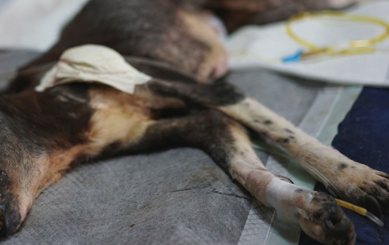 A dog resting on a medical surface with an IV line and bandages on its leg.