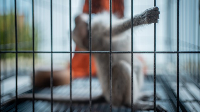 A monkey reaches through the bars of a cage.