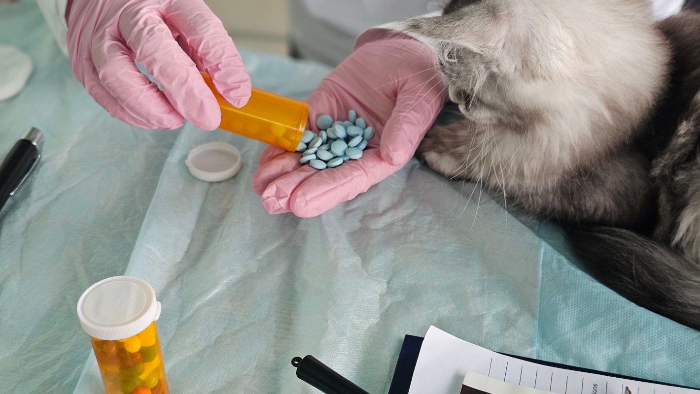 A person in pink gloves pours blue pills from a bottle into their hand next to a cat on a table.