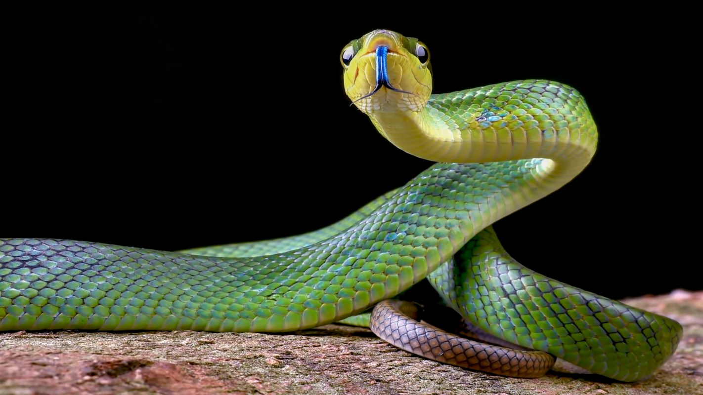 A green snake with a yellow underside is coiled on a surface, with its tongue extended.