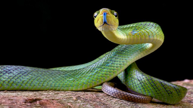 How snakes evolved long, limbless bodies may be more complicated than scientists thought